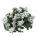 Afbeelding van Geranium Hang P12 Balcon  Glacier White
